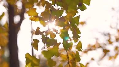 4k实拍唯美阳光透过树叶意境风光空镜头视频的预览图